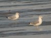 Yellow-legged Gull at Wakering Stairs (Steve Arlow) (40120 bytes)